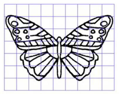 butterfly