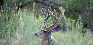 closeup shot of Mule Deer in the forest