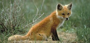 closeup shot of baby Red Fox on the ground