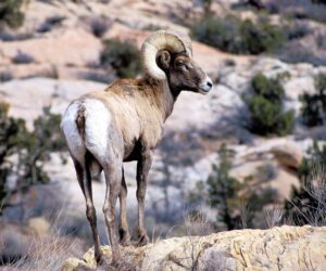 Bighorn Sheep closeup shot